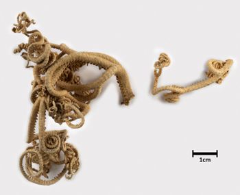 Media type: image;   Invertebrate Zoology OPH-3952 Description: View of brittle star arms.;  Aspect: legs view 2